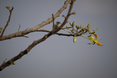 Eriolaena quinquelocularis